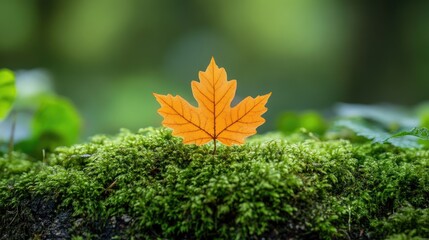 A single orange leaf rests on a bed of vibrant green moss