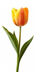 Fototapeta premium Single Yellow and Orange Tulip Blossom on White Background