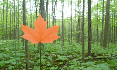 An orange leaf is held up in front of a lush green forest