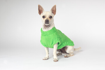 Perro pequeño blanco raza chihuahua. Cachorro blanco 