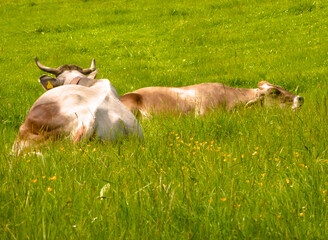Lazy Cows in a Meadow