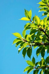 Branches of deciduous tree against a clear blue background, tree branches, leaf