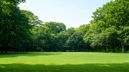 Vibrant Green Field Surrounded By Lush Trees Under Bright Sunlight with Clear Blue Sky