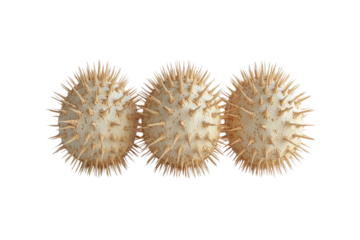 Abstract 3D Render of Three Spiky Beige Spheres on Transparent background