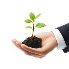 Hands of a person holding a small plant.