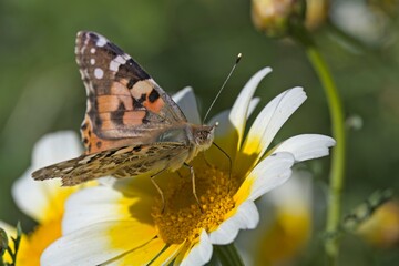 Painted Lady (Vanessa cardui), Greece
