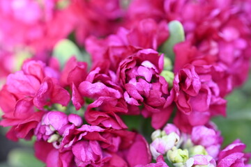 close up of pink flowers 
