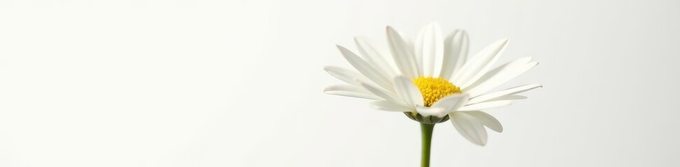 Fototapeta premium Close-up view of delicate white daisy, sharp focus, pure white background, closeup daisy, bloom, nature