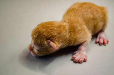 A tiny ginger kitten, newly born and exploring its world, its soft fur a warm sunset hue against a neutral background.