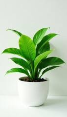 Stylish potted fern, bright green leaves on white , white background, leaves, home decor