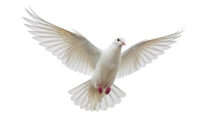 Isolated Dove with Open Wings