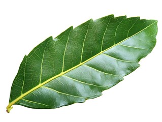 Detailed close-up of an elongated green leaf with serrated edges isolated