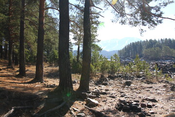 Winter landscape with snow-covered forest and river in the Altai mountains. Manzherok is a rural locality  in  Altai Republic.