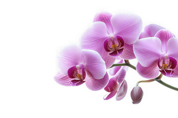 Delicate pink orchids blooming in serene beauty, showcasing their elegant petals and vibrant hues against a pure white background.
