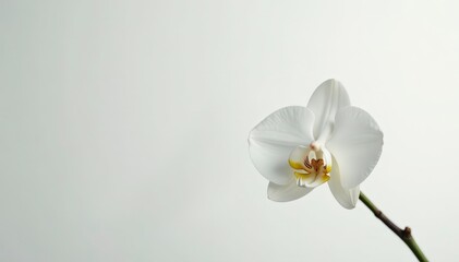 Obraz premium Delicate white orchid blossom against pure white backdrop, botanical, clean