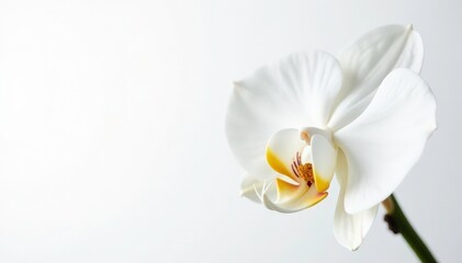 Naklejka premium Delicate white orchid blossom against pure white backdrop, plant, simple, petal