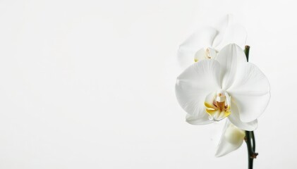Delicate white orchid blossom against pure white background, peaceful, elegant, macro photography