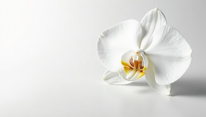 Delicate white orchid blossom on pure white backdrop, studio, blossom, serene