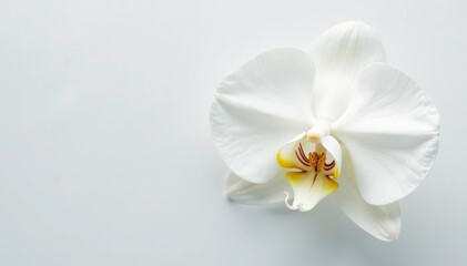 Delicate white orchid blossom, pristine petals against pure white backdrop, orchid, design