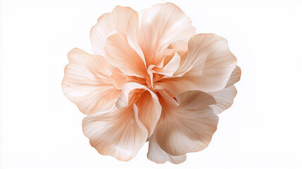 Fototapeta premium Top view of realistic onion on white background for culinary art and design