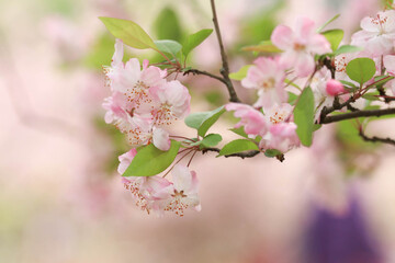 Spring Concept, Blooming Plum Flowers in China