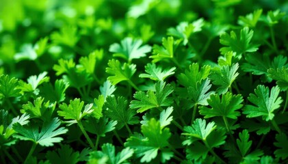 Dried parsley flakes creating a textured, herbal pattern , photography, brown