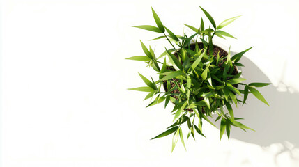 Obraz premium Realistic bamboo plant in pot with minimalist aesthetic for interior design and decoration