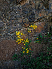 Yellow flowers growing on a rock face in spring pruhonice