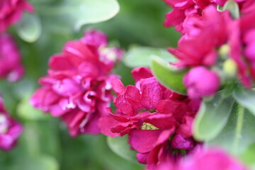 pink flowers