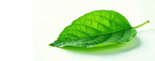 Fototapeta premium Freshly picked leaf isolated on white background, botanical, green