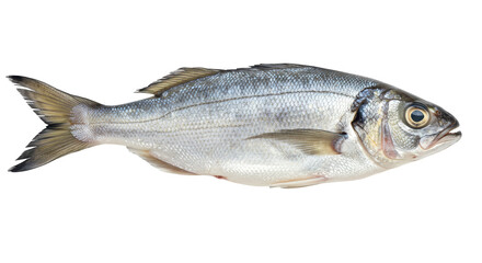 Isolated Fresh Sea Bass