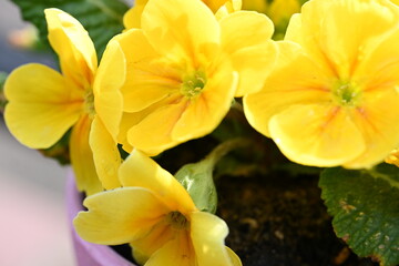 yellow flowers
