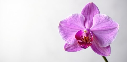 Obraz premium Single purple orchid, delicate details, pure white background, background, flower, symbol
