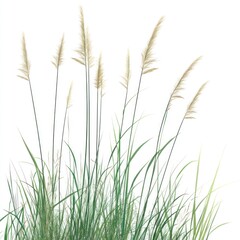 Nature tall meadows grass isolated