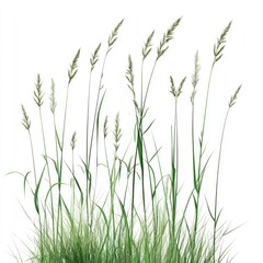 Nature tall meadows grass
