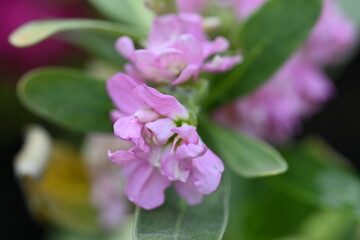 Obraz premium pink flower