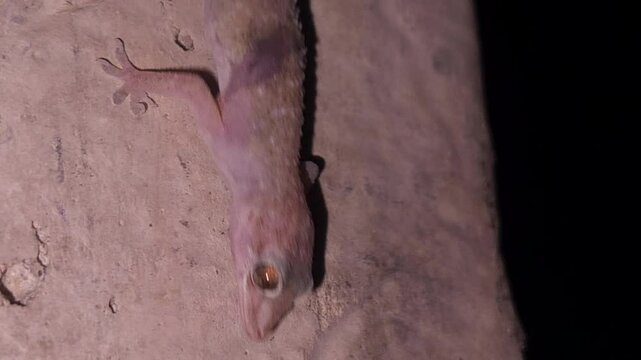 Macro footage of Common house gecko