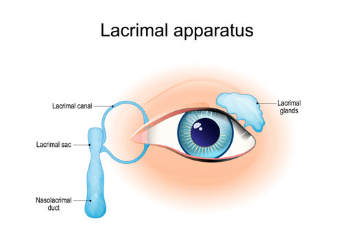 Tear production and Lacrimal gland. Human eye anatomy