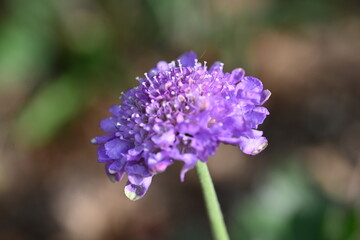 Purple flower 