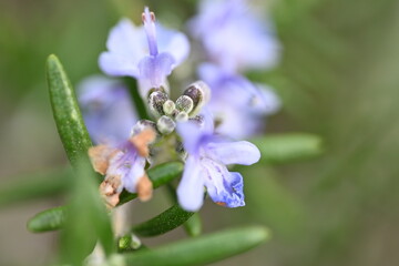 blue iris flower