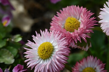 pink flower