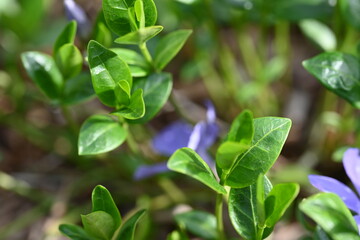 green leaves in the garden