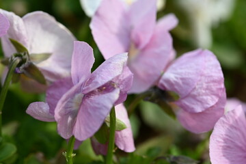 Fototapeta premium close up of a pink flower