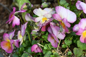 pink flowers in the garden