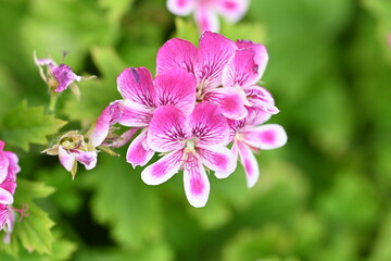close up of pink flower