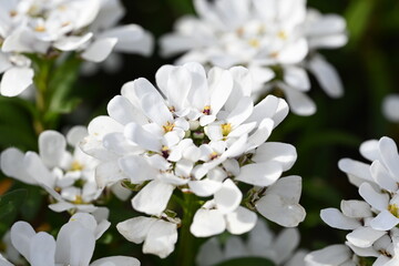 white spring flowers