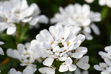 white spring flowers