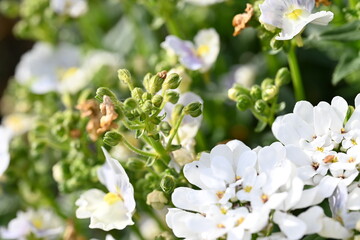 white spring flowers