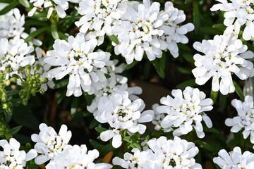 white flowers