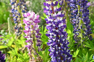 Blue flowers in the garden
